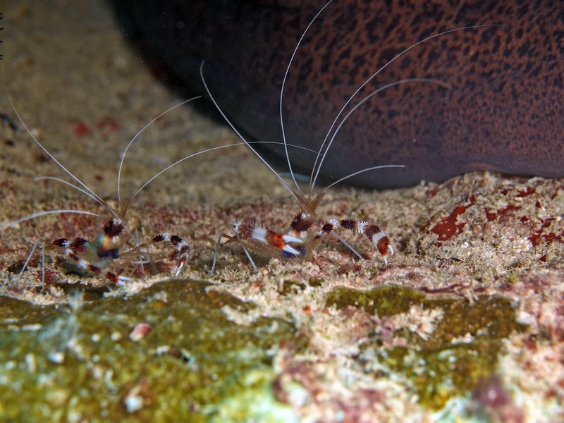 Shrimp, Shark Point